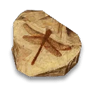 Insect Fossil