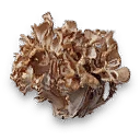 Maitake