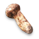 Matsutake