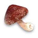 Shiitake