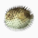 Porcupinefish