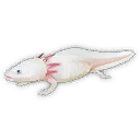 Axolotl