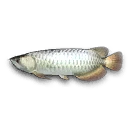 Silver Arowana