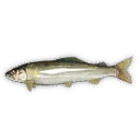 Sweetfish