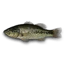 Black Bass