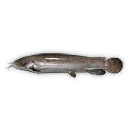 Electric Catfish
