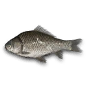 Crucian