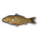 Ghost Koi