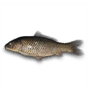Koi Carp