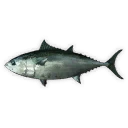 Tuna