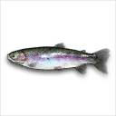 Rainbow Trout