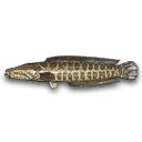 Snakehead