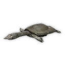 Softshell Turtle
