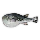 Fugu