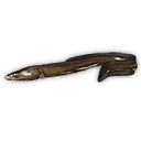 Eel