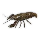 Crayfish