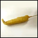 Whiting