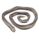 Great Serpent Skin
