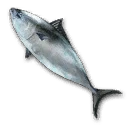 Frozen Tuna