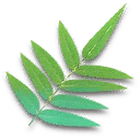 Sacred Leaves