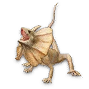 Frill-necked Lizard