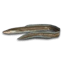 Conger Eel