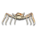 Spider Crab