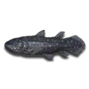 Coelacanth