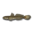 Goby