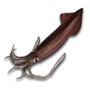 Squid