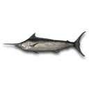 Marlin