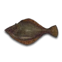 Flounder