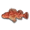 Scorpionfish