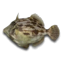 Filefish