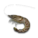 Tiger Prawn