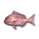 Sea Bream