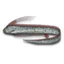 Oarfish