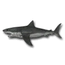 Great White